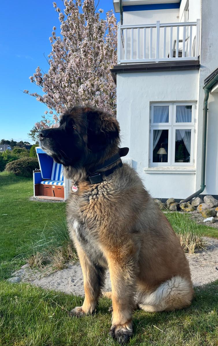 Hunde willkommen, bitte bei Buchung angeben.