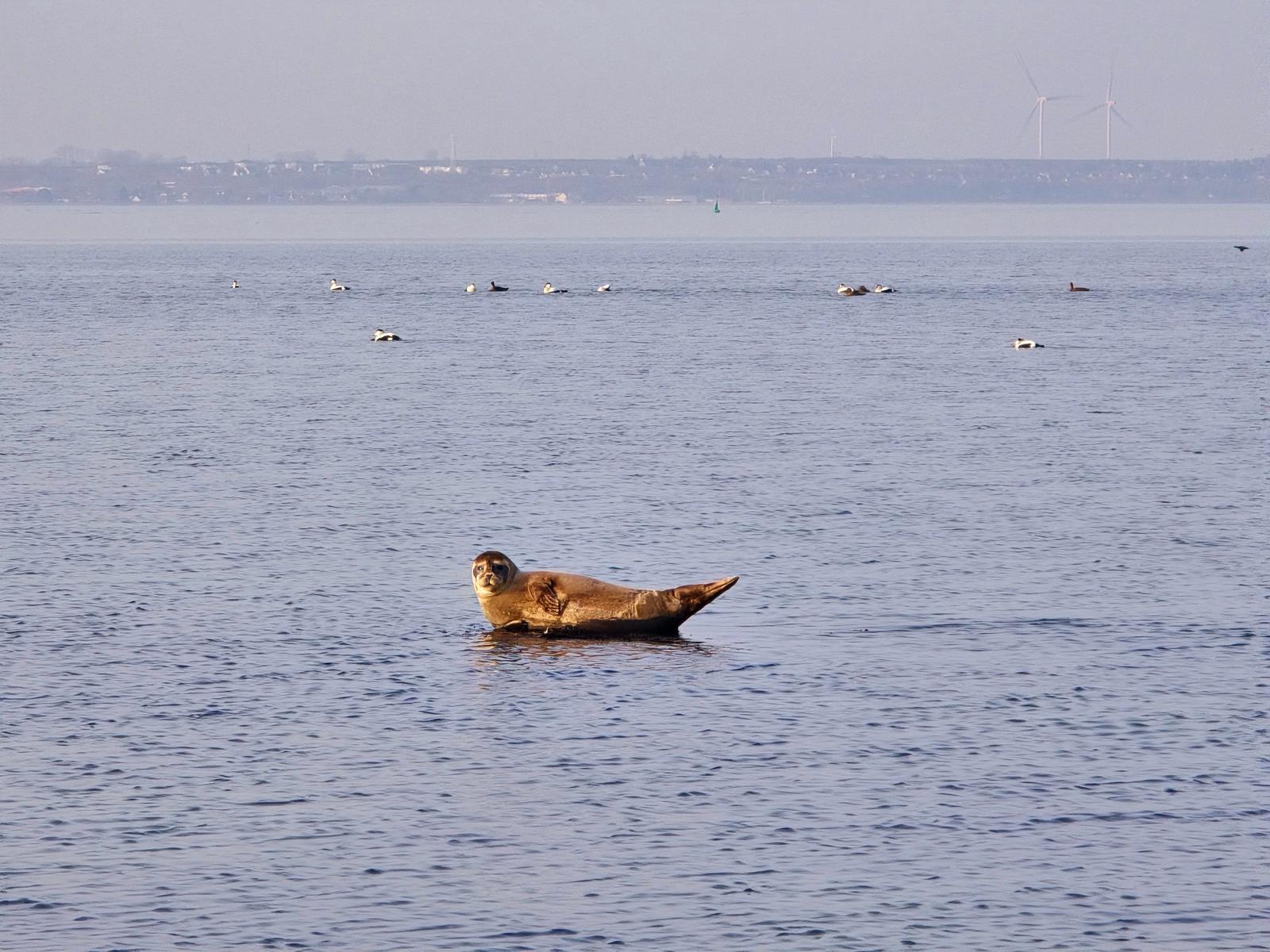 Seltene Robbe bei Strukkamp auf Fehmarn – Naturerlebnis direkt an der Ostseeküste.