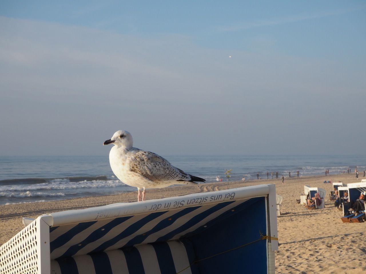 Möwe am Strand