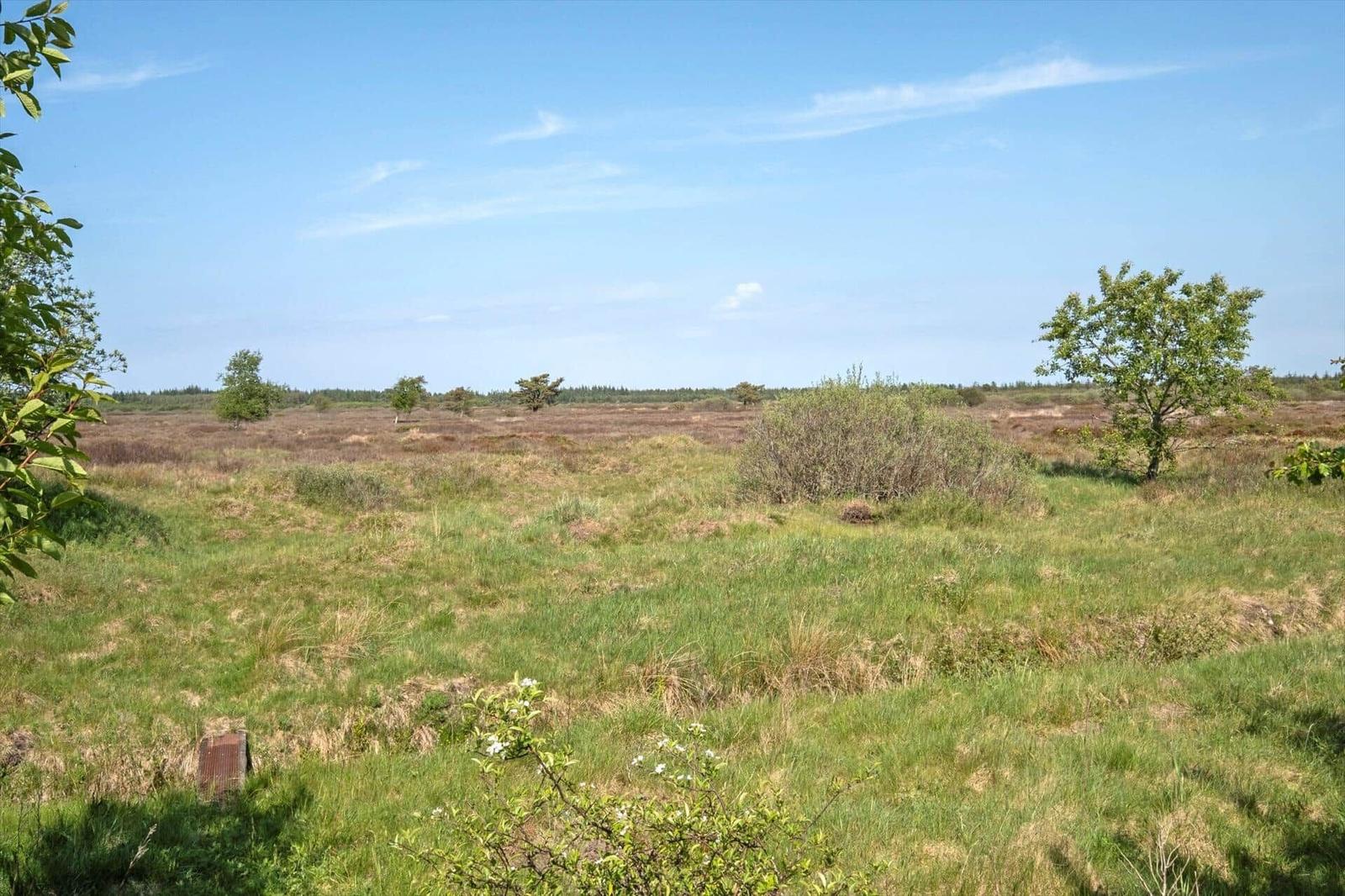 Vast grassland with trees and shrubs under a blue sky.