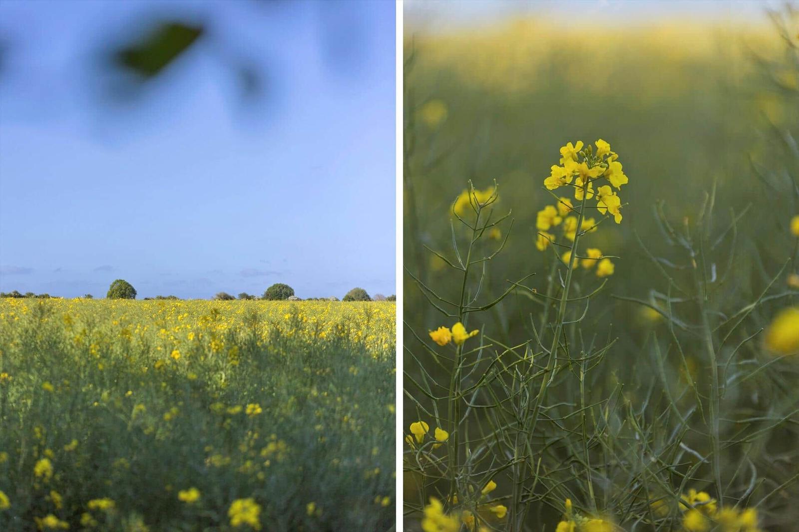Canola field under blue sky with yellow flowers in the foreground.