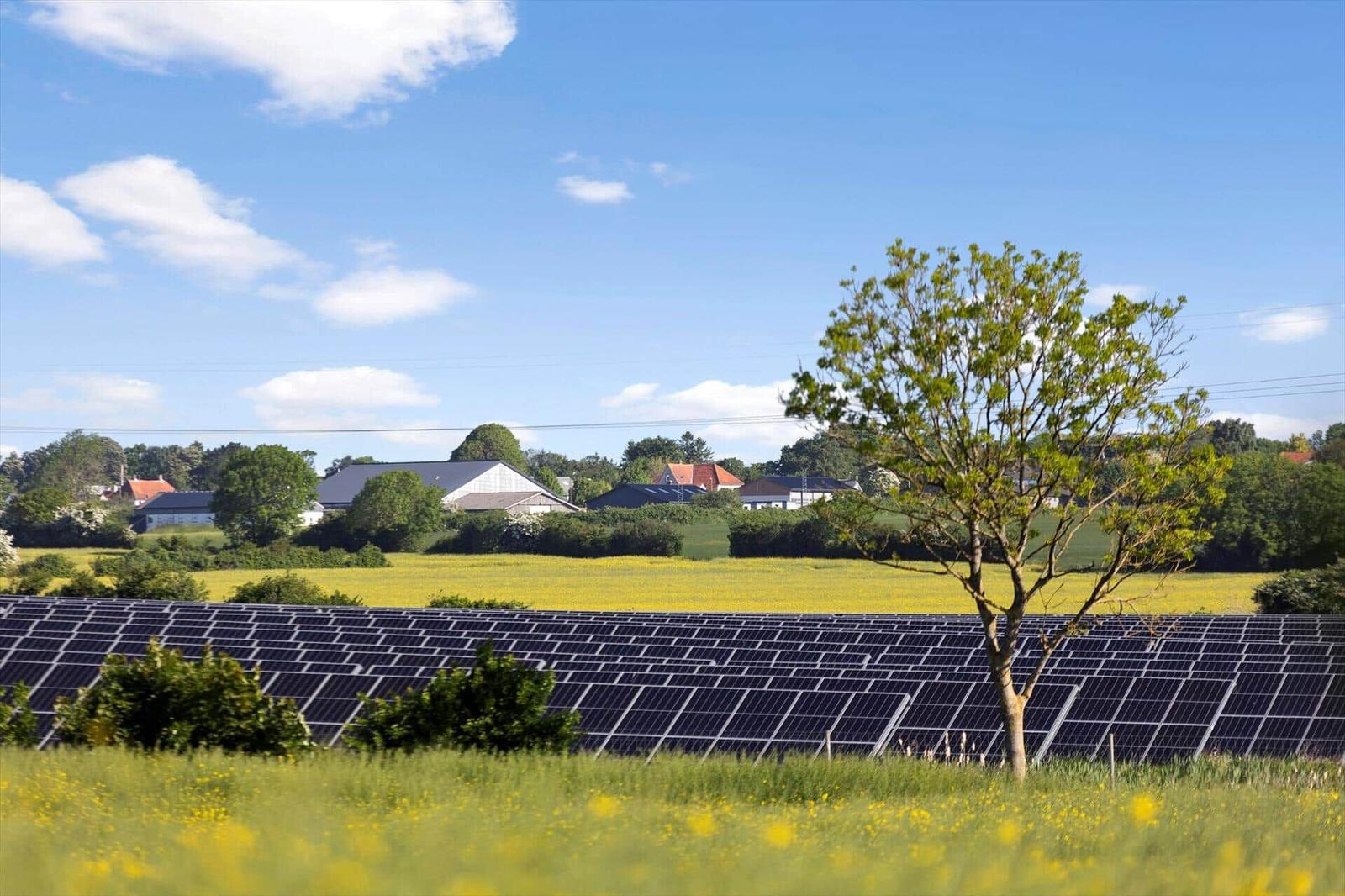 Solar panels in fields with view of houses and tree.