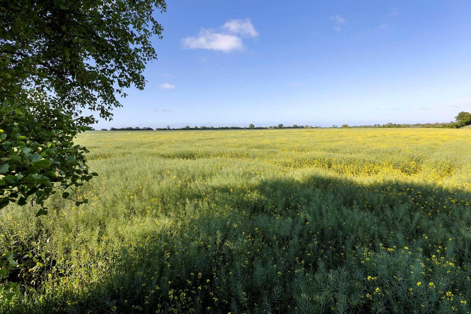 Wide field with yellow flowers under blue sky. Left green tree crowns.