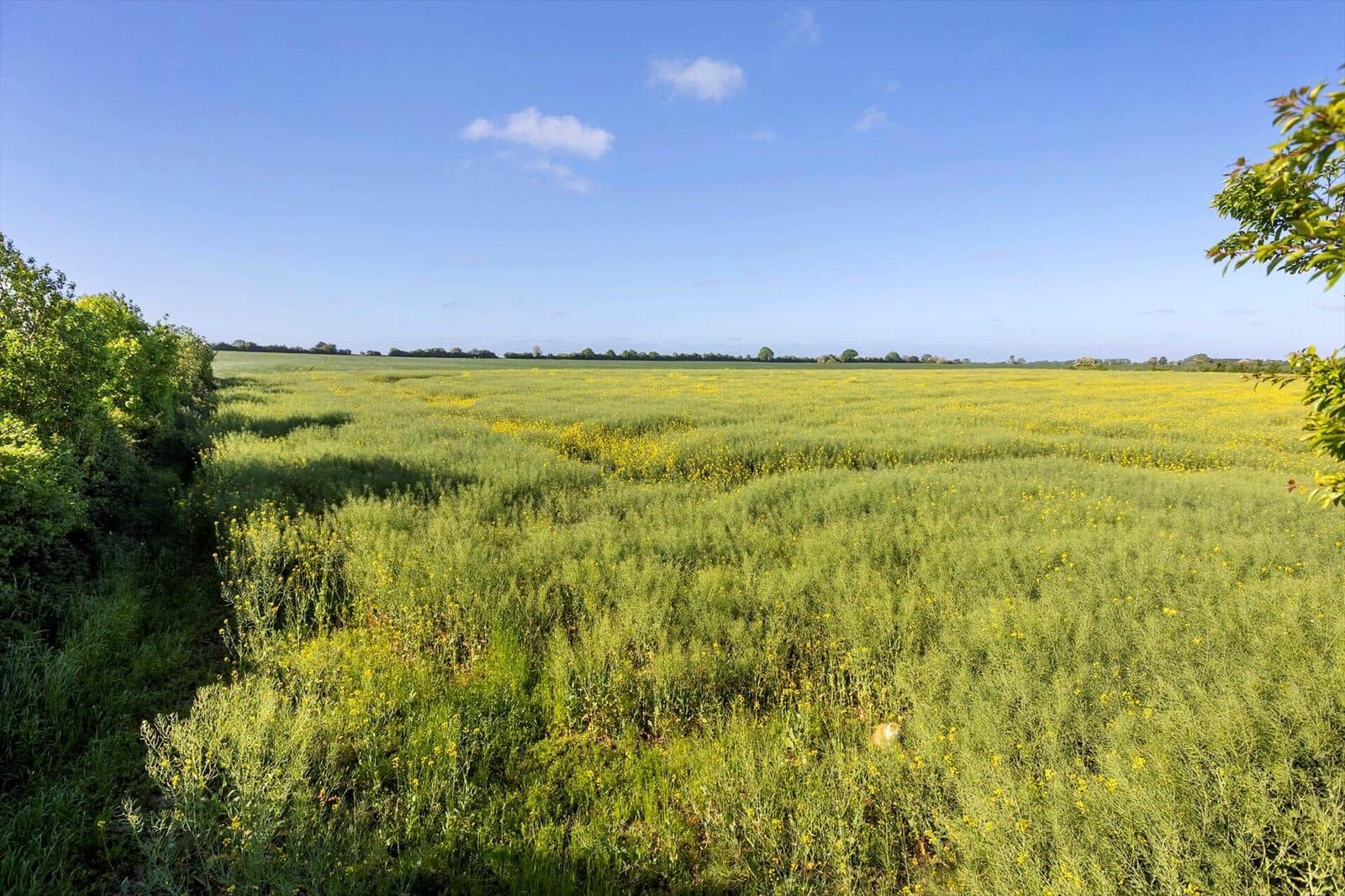 Wide field with yellow flowers under blue sky.