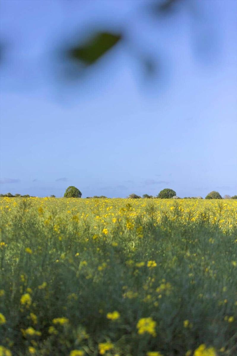 A field with yellow flowers under a blue sky, with some trees visible in the background.