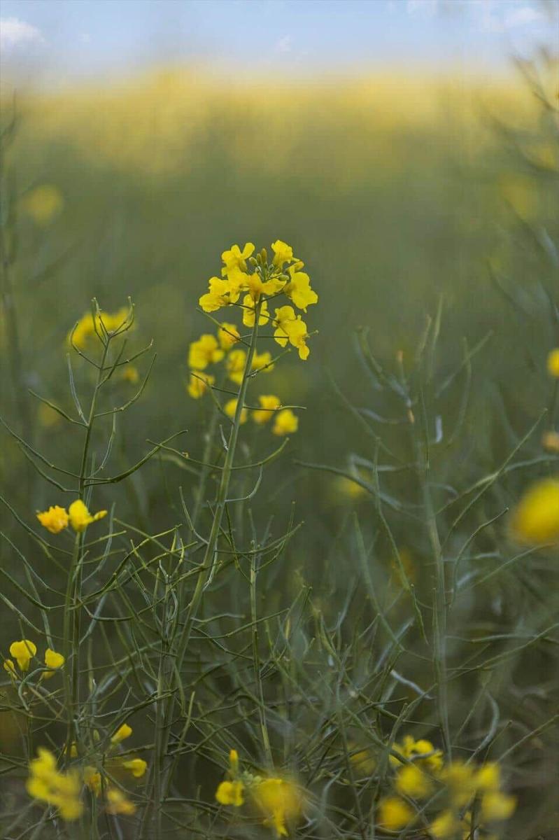 Yellow flowers in a field under a blue sky.