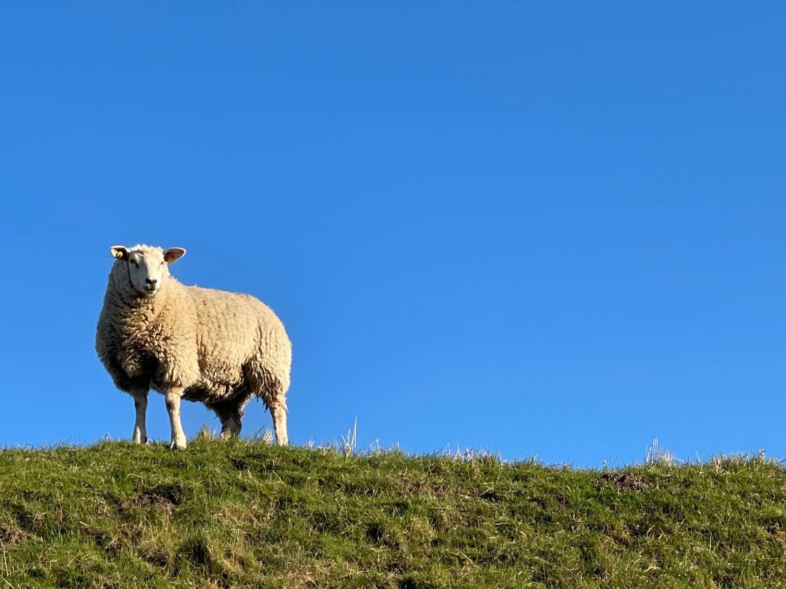 Eine Schaf steht auf einer grünen Wiese unter einem blauen Himmel.