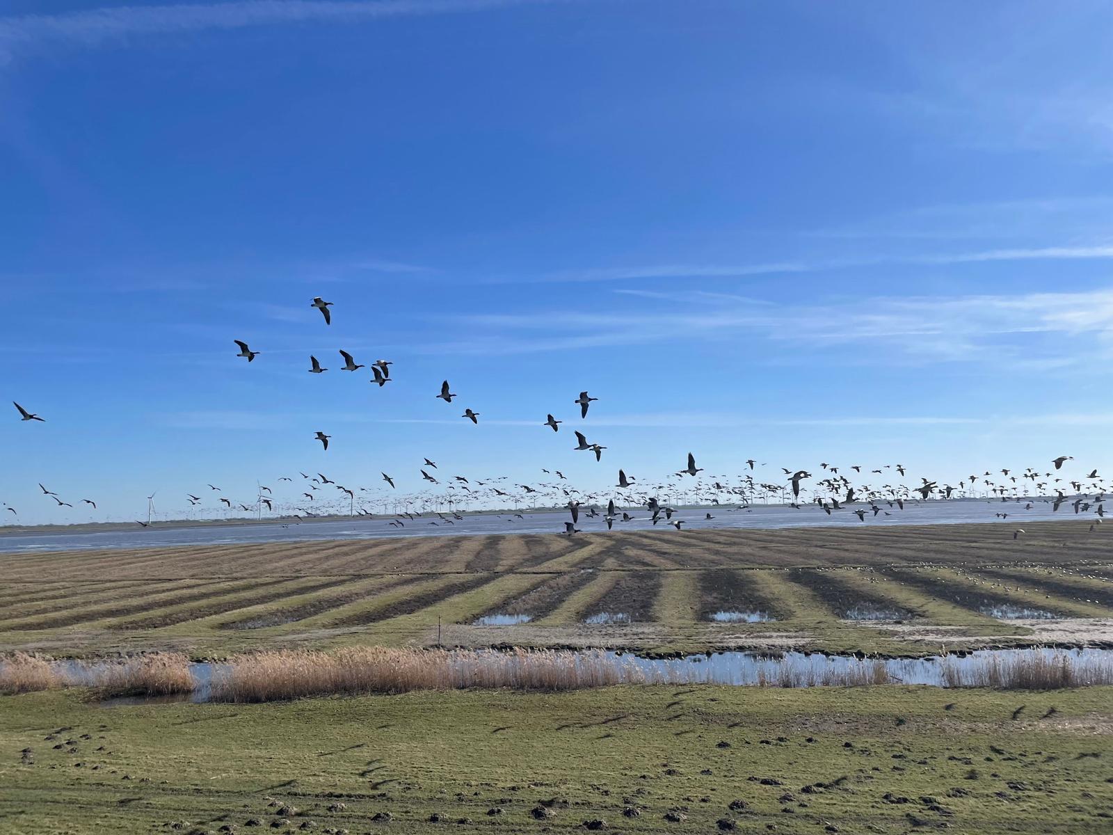 Vögel fliegen über Felder und einen Fluss unter blauem Himmel.