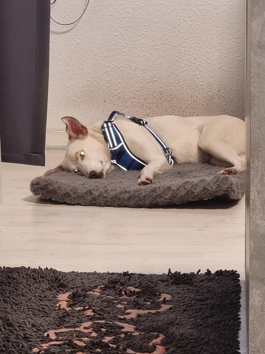 Ein weißer Hund liegt auf einem grauen Kissen und trägt einen blauen Halsband.