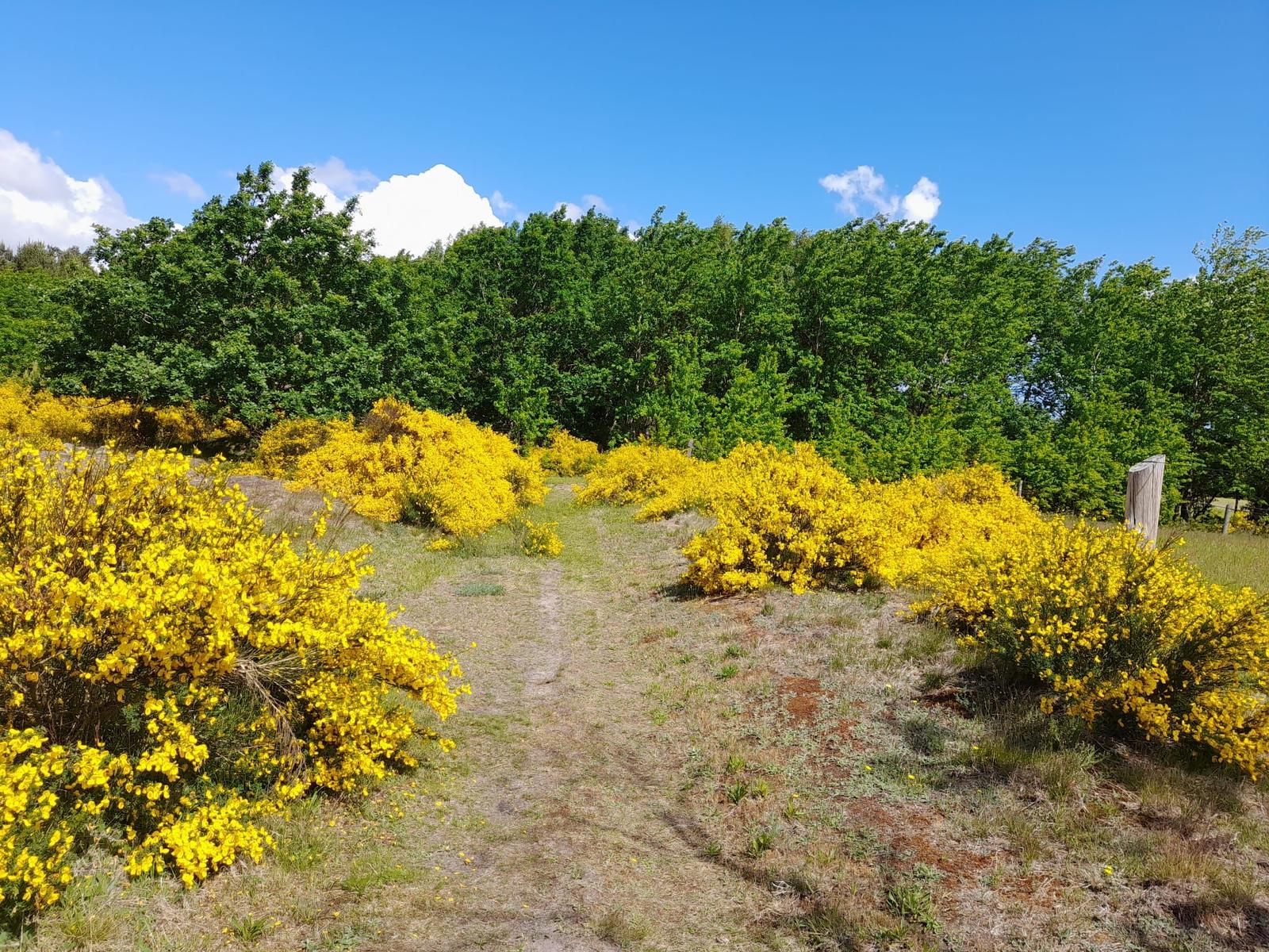 Weg durch gelbe Ginstersträucher zu einem Wald unter blauem Himmel.