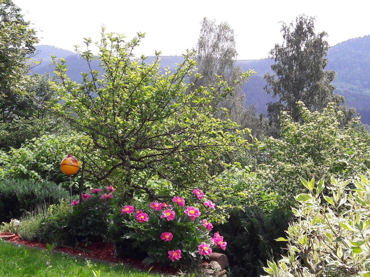 Ausblick ins Garten