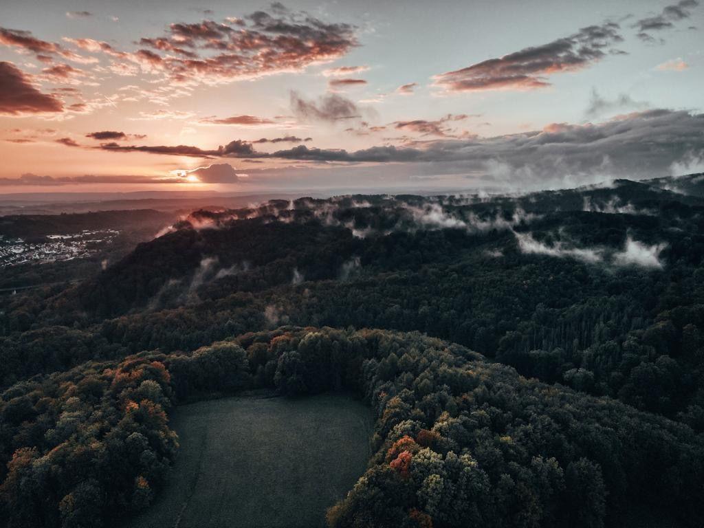 Wald um Bad Lauterberg