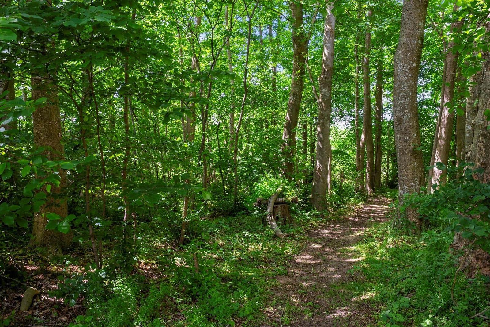Ein Waldweg durch dichten grünen Wald mit Bäumen und Unterholz.