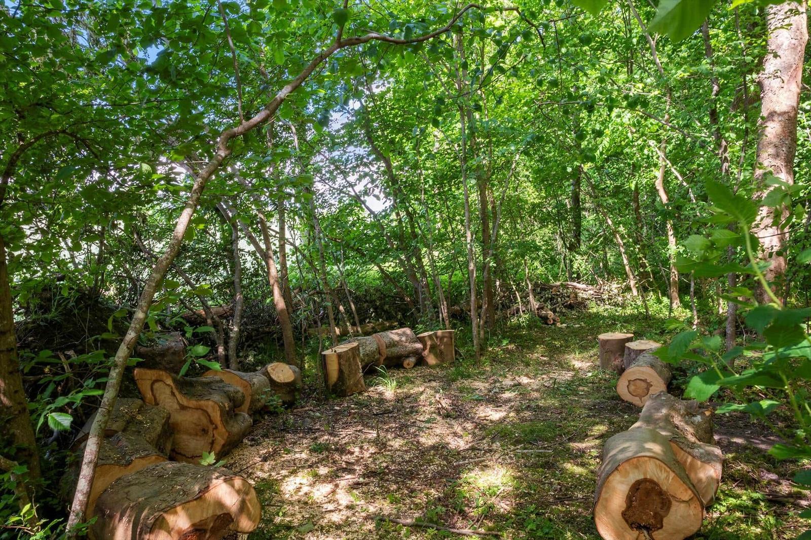 Waldlichtung mit Baumstämmen als Sitzgelegenheiten.