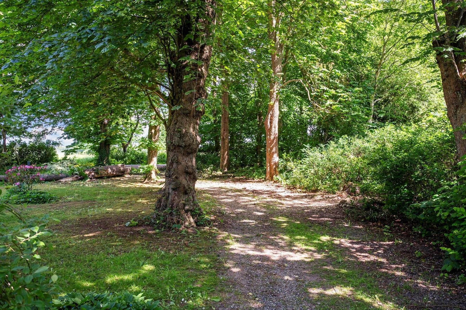 Waldweg mit Bäumen und Grasfläche im Vordergrund.