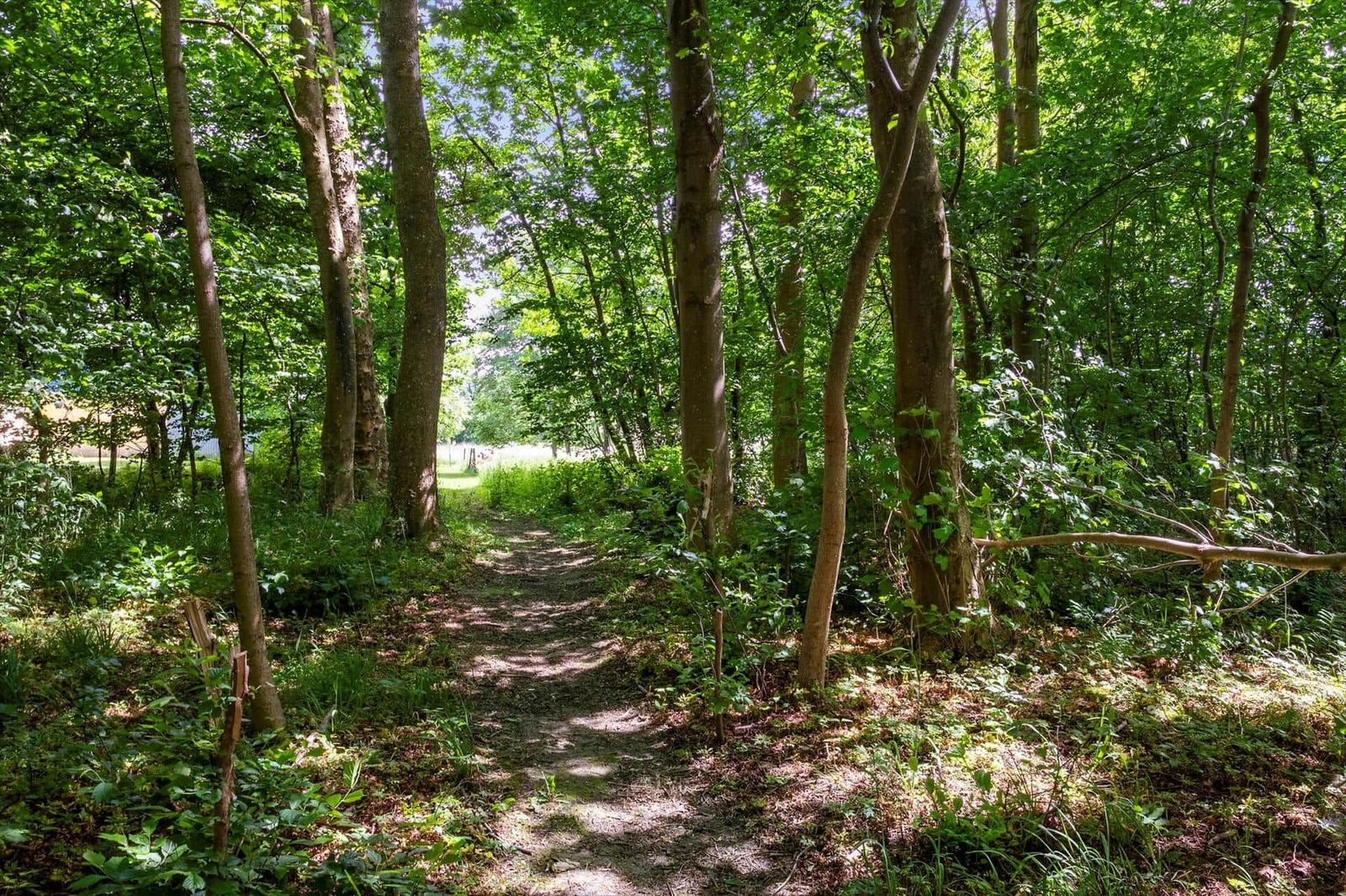 Waldweg durch grüne Bäume mit Sonnenlicht am Horizont.