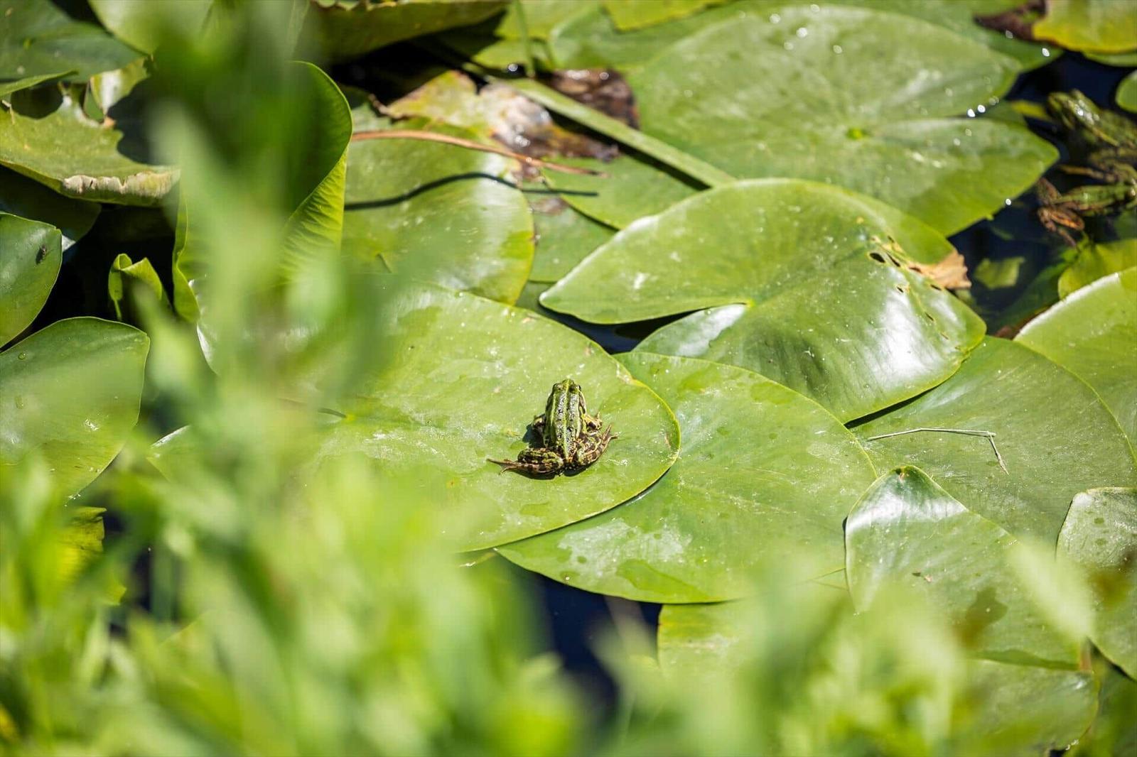 A green frog sits on a water lily leaf in the water.