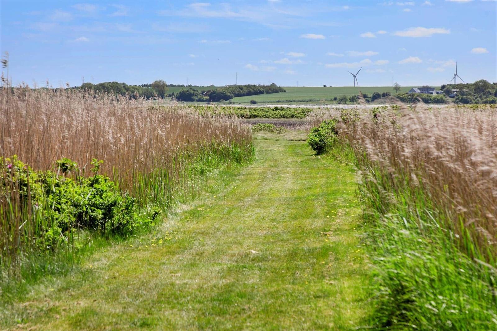 Green path through tall reeds under blue sky with wind turbines in the distance.
