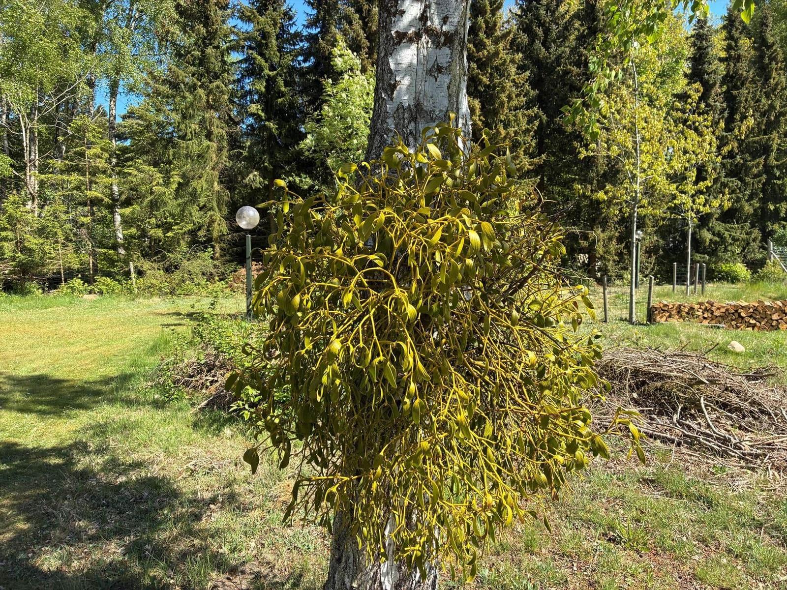 Eichenblätter hängen an einem Baum im Garten. Hintergrund: Wald und Grasfläche.