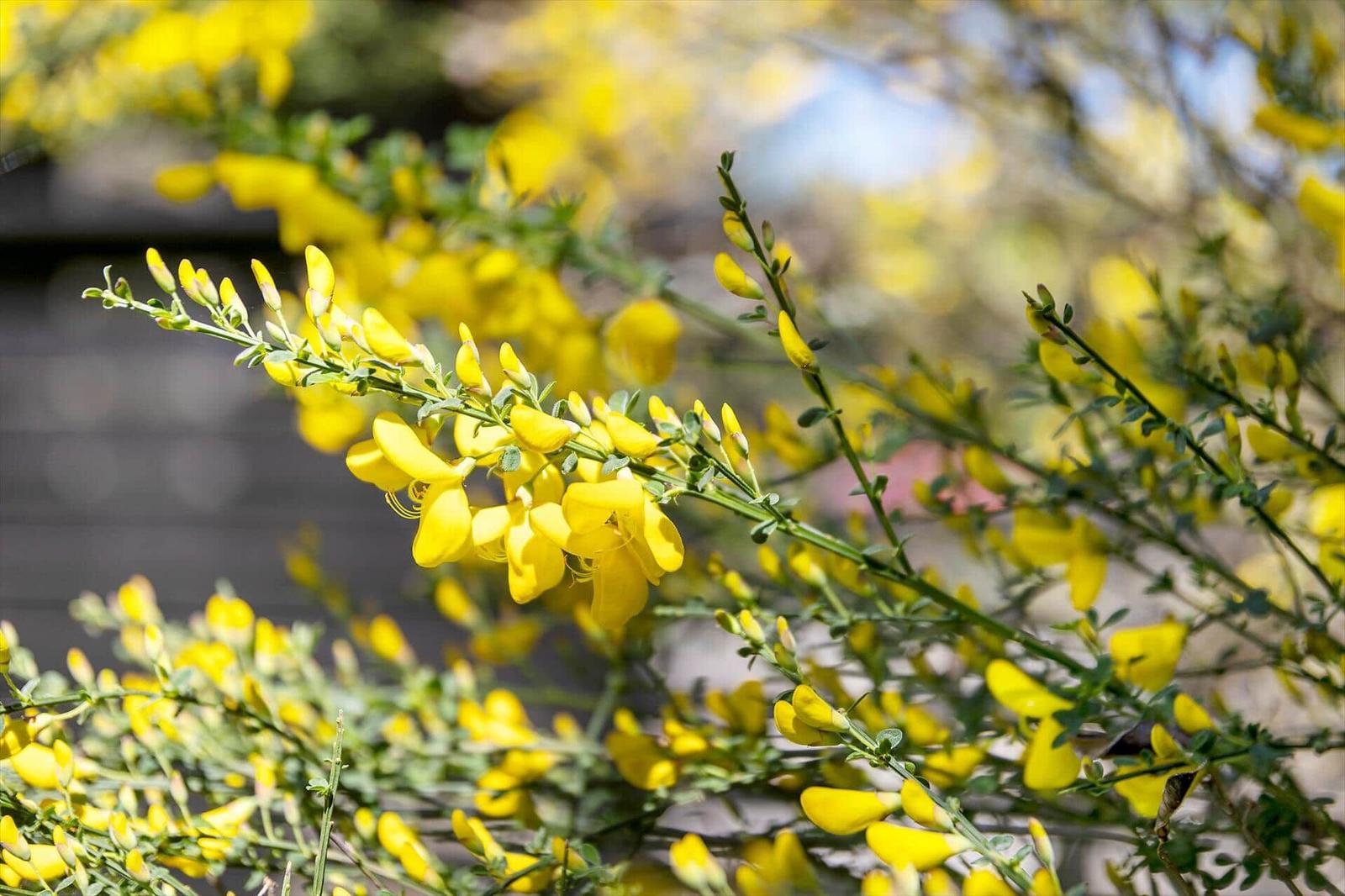 Gelbe Blüten an einem Strauch im Garten