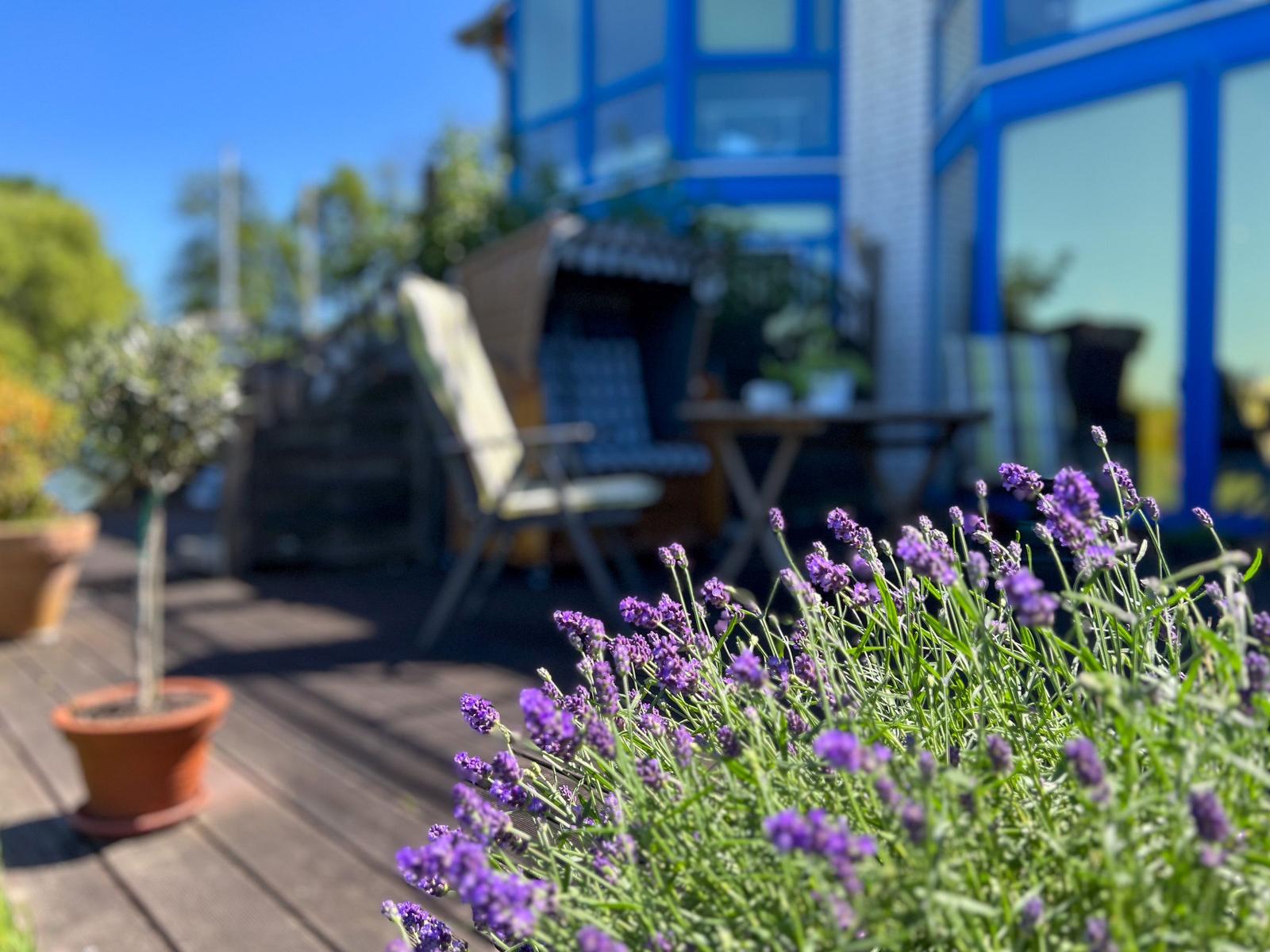 Lavendelblüten im Vordergrund, Hintergrund zeigt Terrasse mit Gartenmöbeln und blauem Haus.