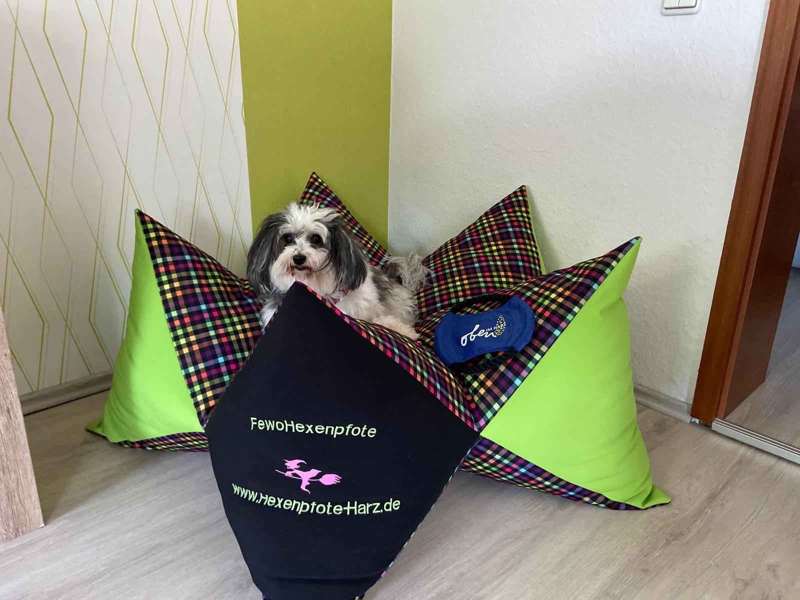Ein kleiner Hund sitzt auf bunten Kissen im Eingangsbereich.