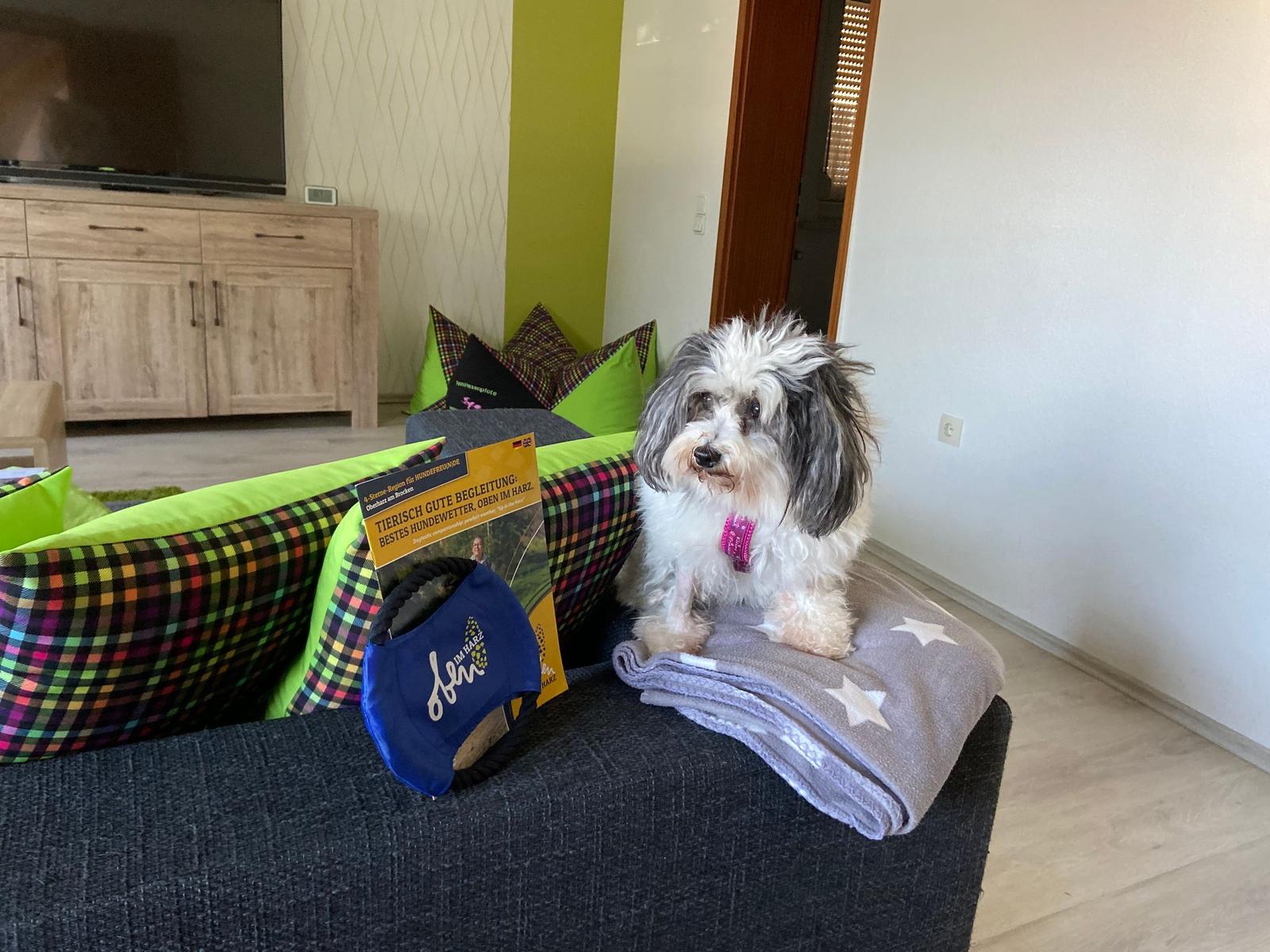 Ein Hund sitzt auf einem Sofa mit Kissen und einer Decke.