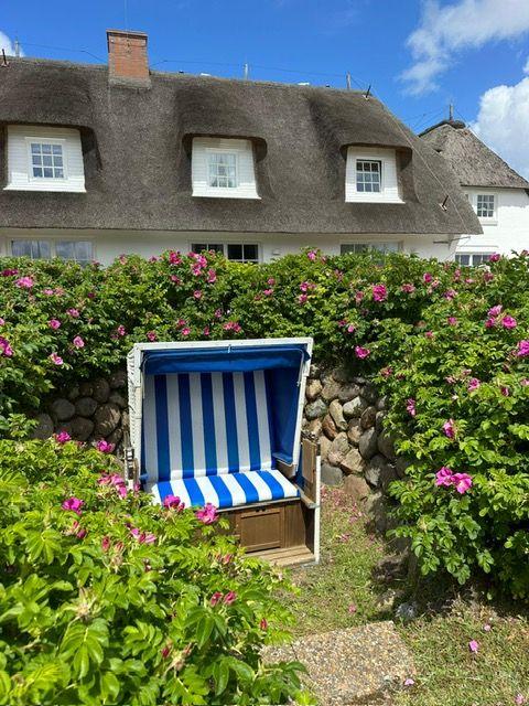 Blauer Strandkorb steht vor einem Haus mit Strohdach und rosa Rosenhecke.
