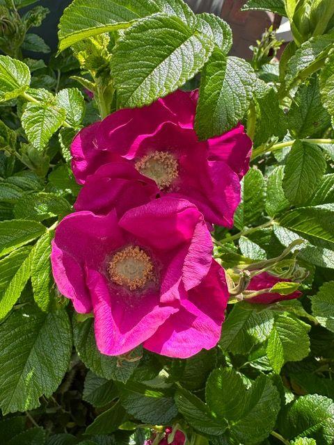 Zwei leuchtend magentafarbene Rosenblüten mit grünen Blättern im Garten.