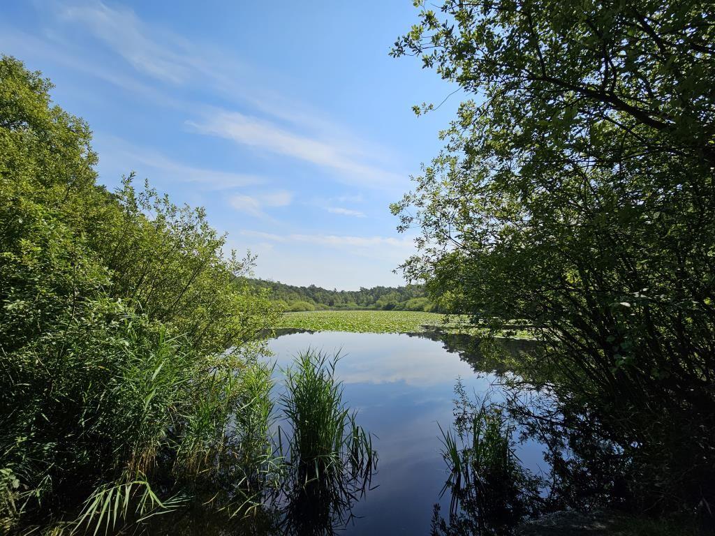 Ein ruhiger See mit Wasserpflanzen und Bäumen im Hintergrund unter blauem Himmel.