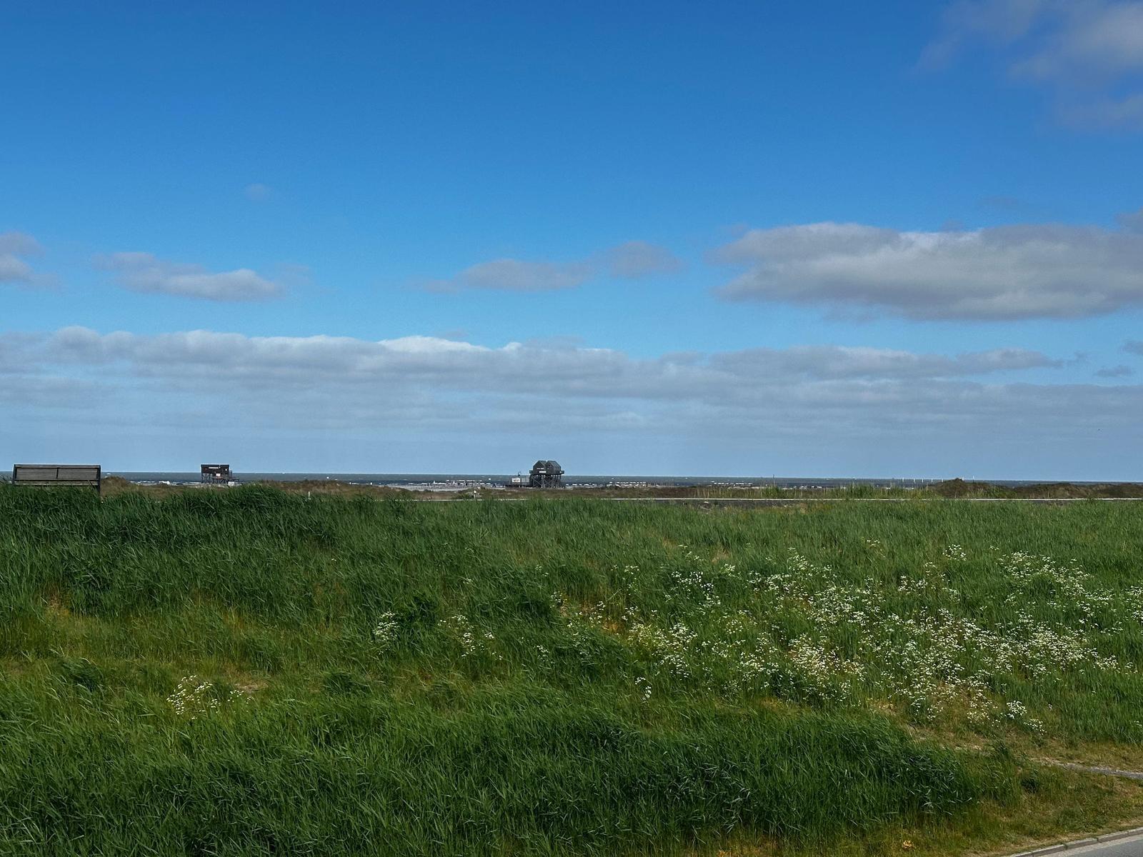 Grünes Grasland mit weißen Blumen, Blick auf Horizont und klaren Himmel.