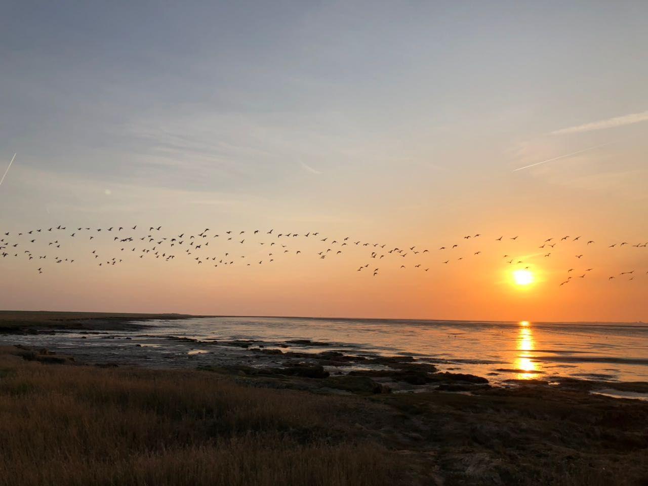 Sonnenuntergang über Meer mit Vogelherde im Flug