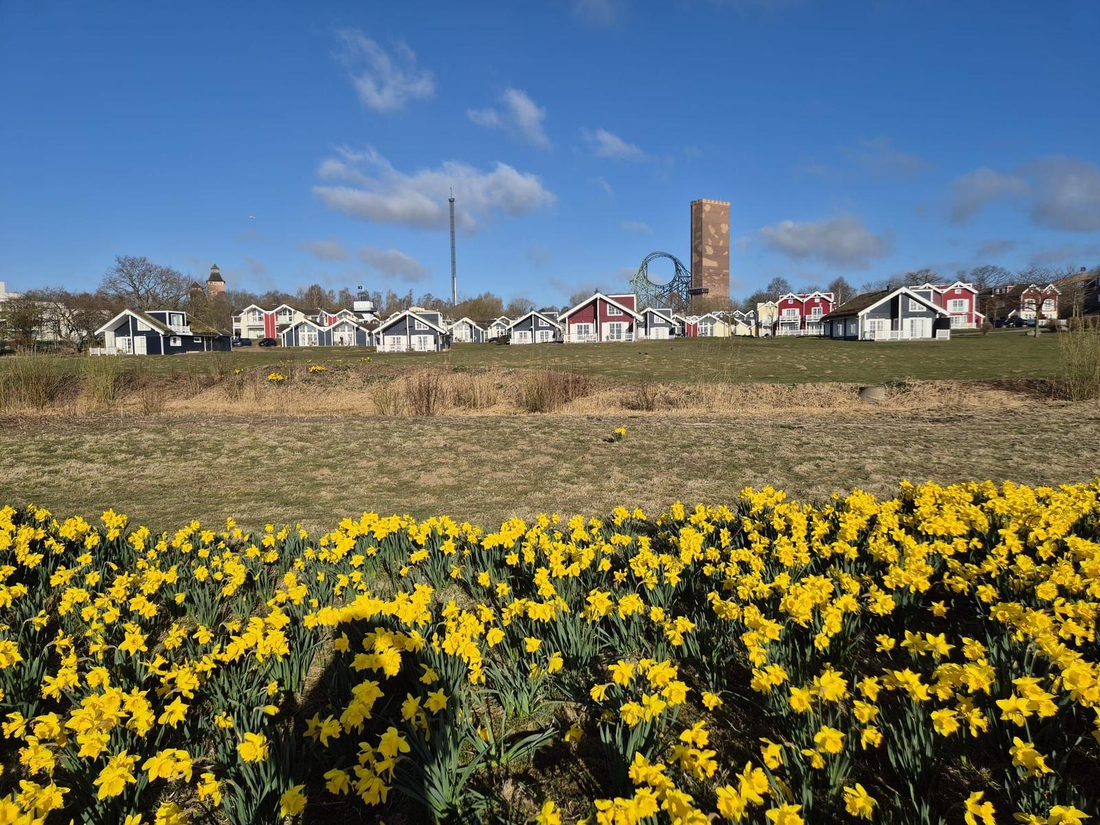 Viele gelbe Narzissen vor einem Grasfeld mit bunten Häusern und einem Freizeitpark im Hintergrund.