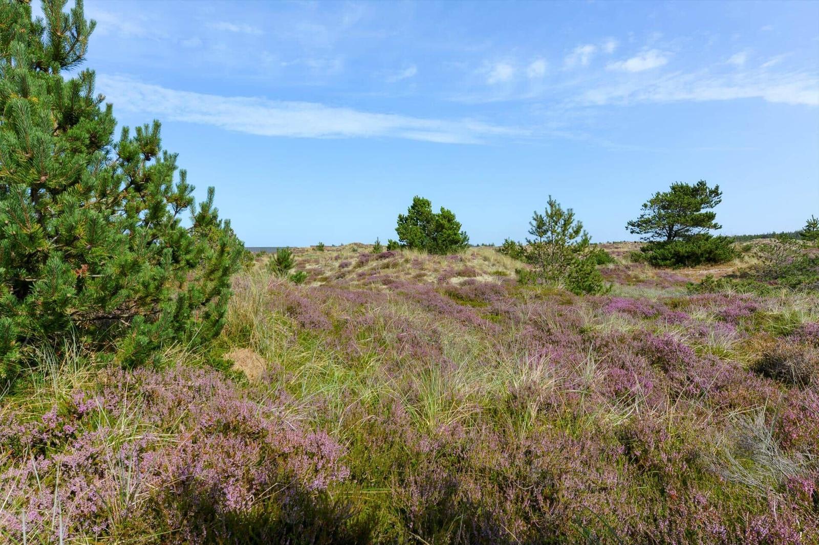 Landschaft mit Heideblumen und Nadelbäumen unter blauem Himmel
