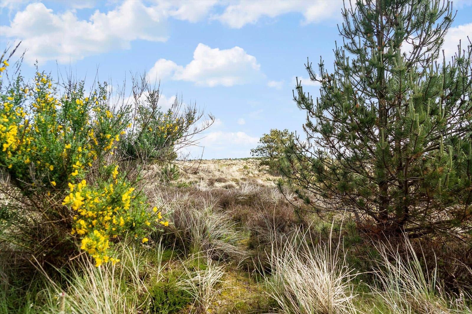 Weg durch Heide mit gelben Blumen und Nadelbaum unter blauem Himmel.