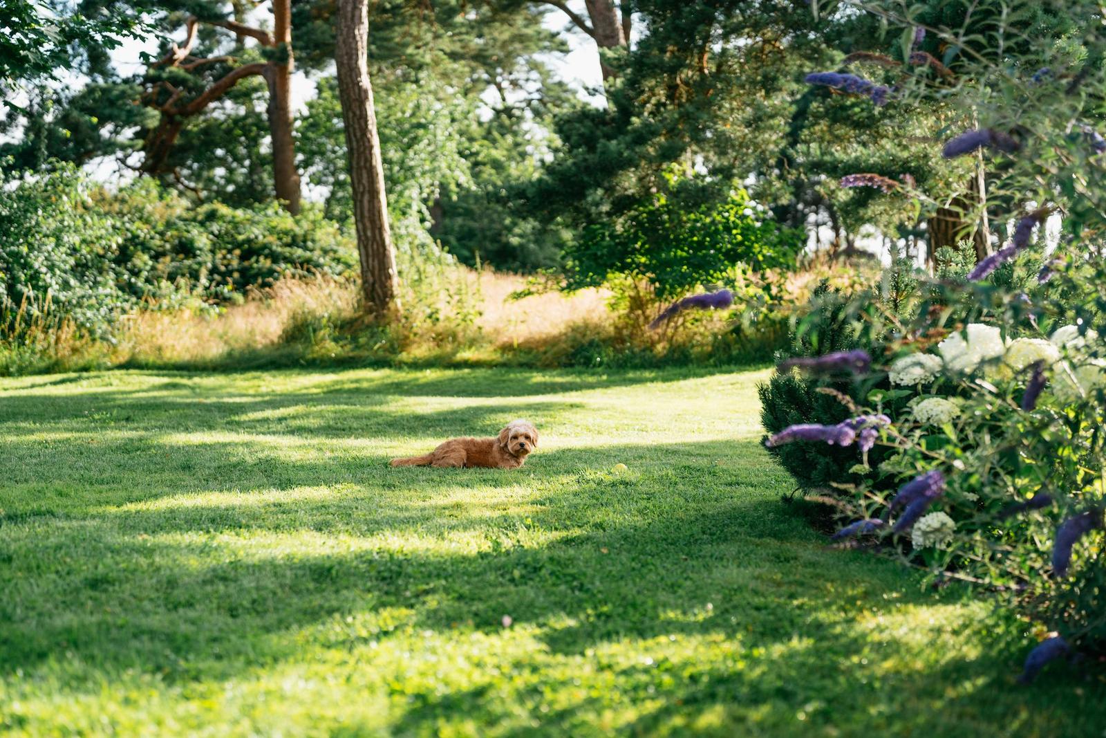Ein Hund liegt auf einer grünen Wiese unter Bäumen und blühenden Pflanzen.