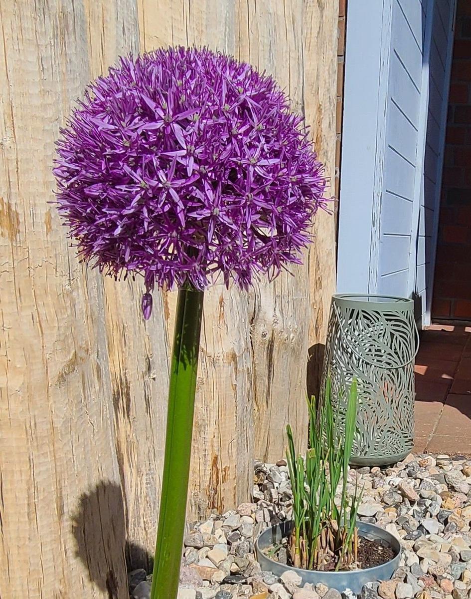 Lila Knopfblume vor Holzwand und Steinchen