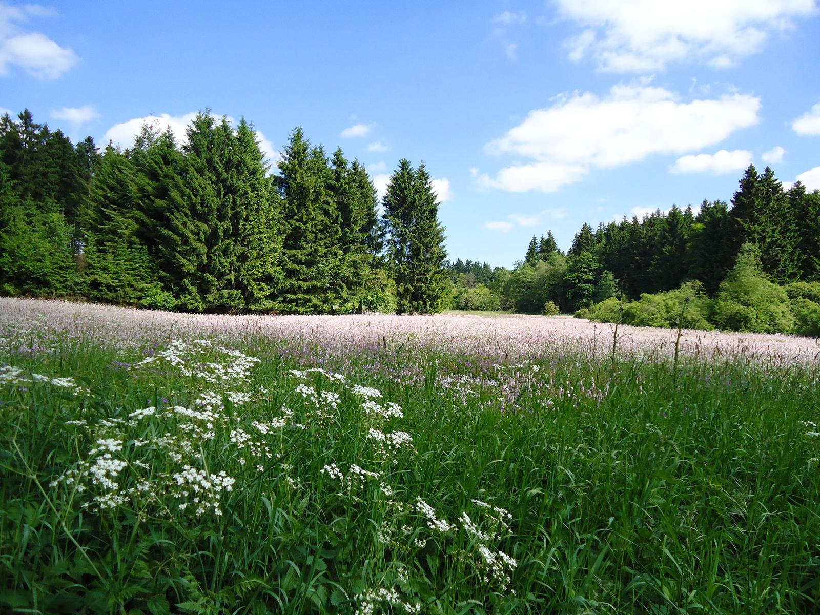 Ein Feld mit weißen und lila Blumen vor einem Wald unter blauem Himmel.