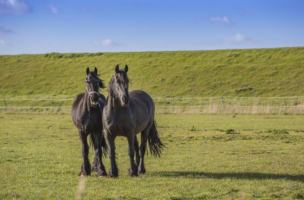 Zwei schwarze Pferde stehen auf einer grünen Wiese vor einer sanften Hügellandschaft.