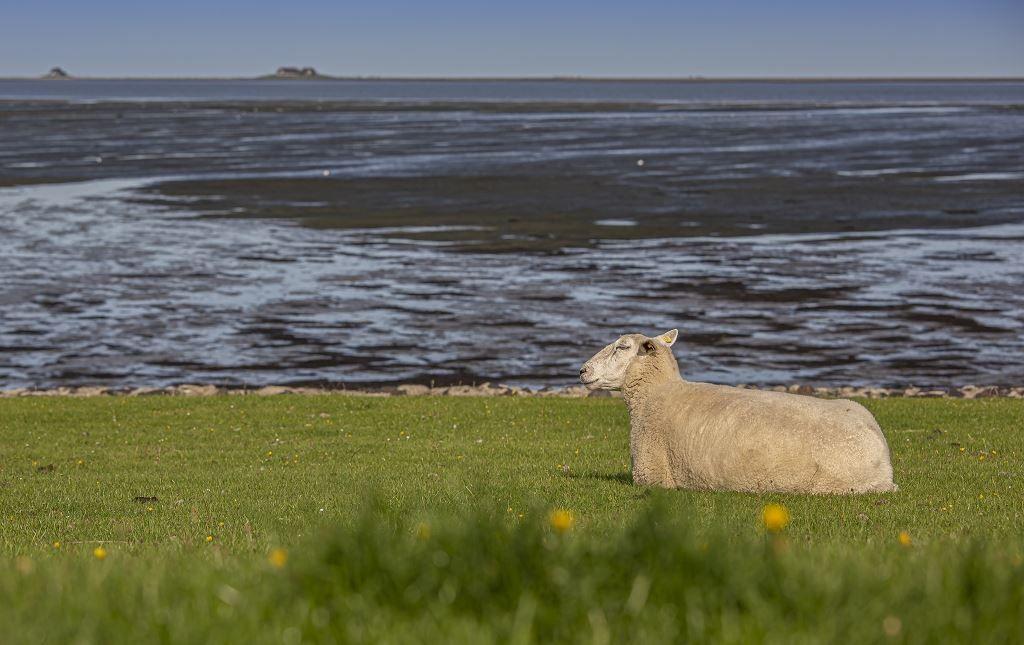 Eine Schaf liegt auf einer grünen Wiese vor einem Gewässer mit Inseln im Hintergrund.