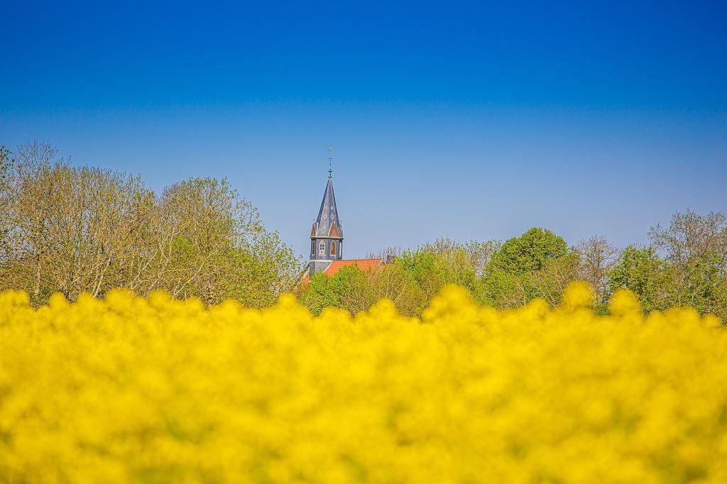 Kirchturm hinter Bäumen und gelben Blumenfeldern unter blauem Himmel