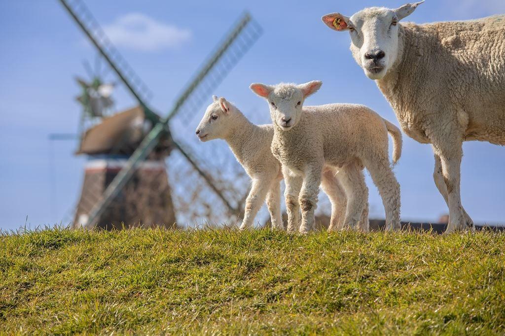 Schafe und Lämmer auf grünem Feld vor Windmühle