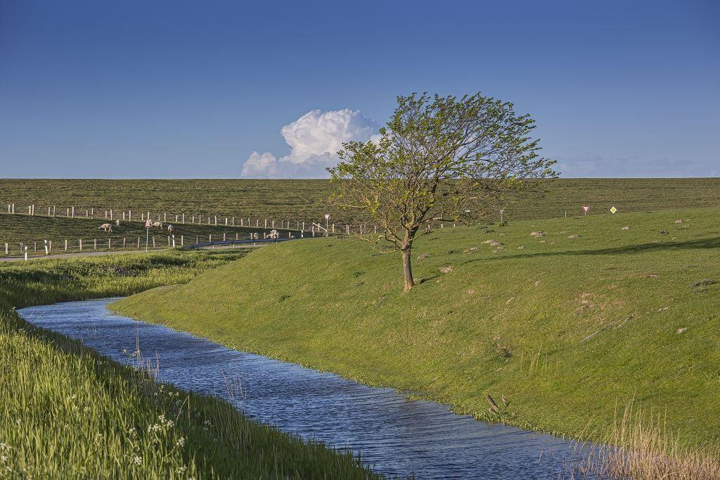 Ein Fluss fließt durch eine grüne Landschaft mit einem Baum und einer Weide im Hintergrund.