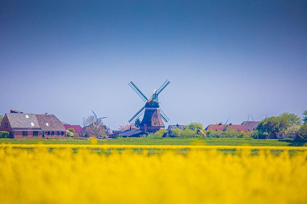 Windmühle und Häuser im Hintergrund, gelbe Blumenfelder im Vordergrund.