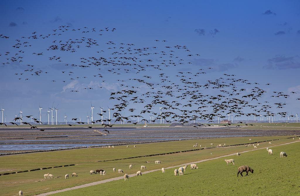 Schafherden grasen auf grünen Wiesen, während Vögel über Windkraftanlagen fliegen.