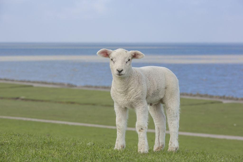 Ein junges Schaf steht auf einer grünen Wiese vor einem Gewässer.