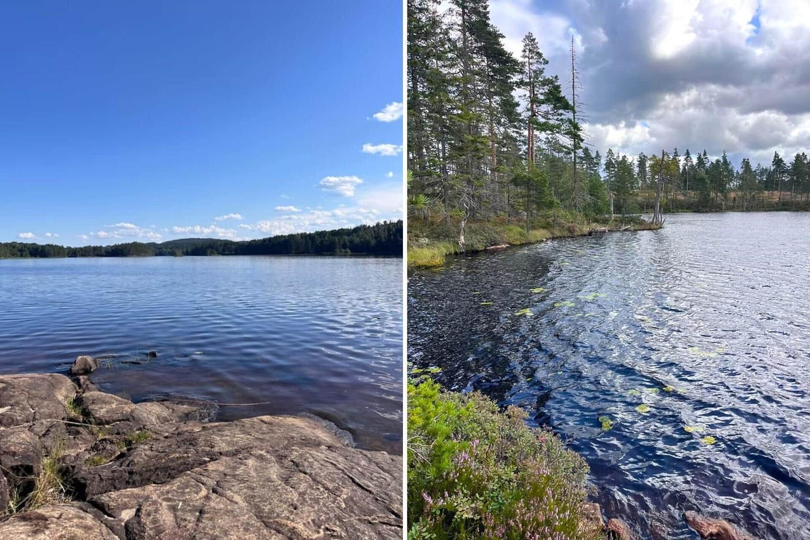 Lakeside with rocky shore and forested hill. Water surface with lily pads and tall pine trees.