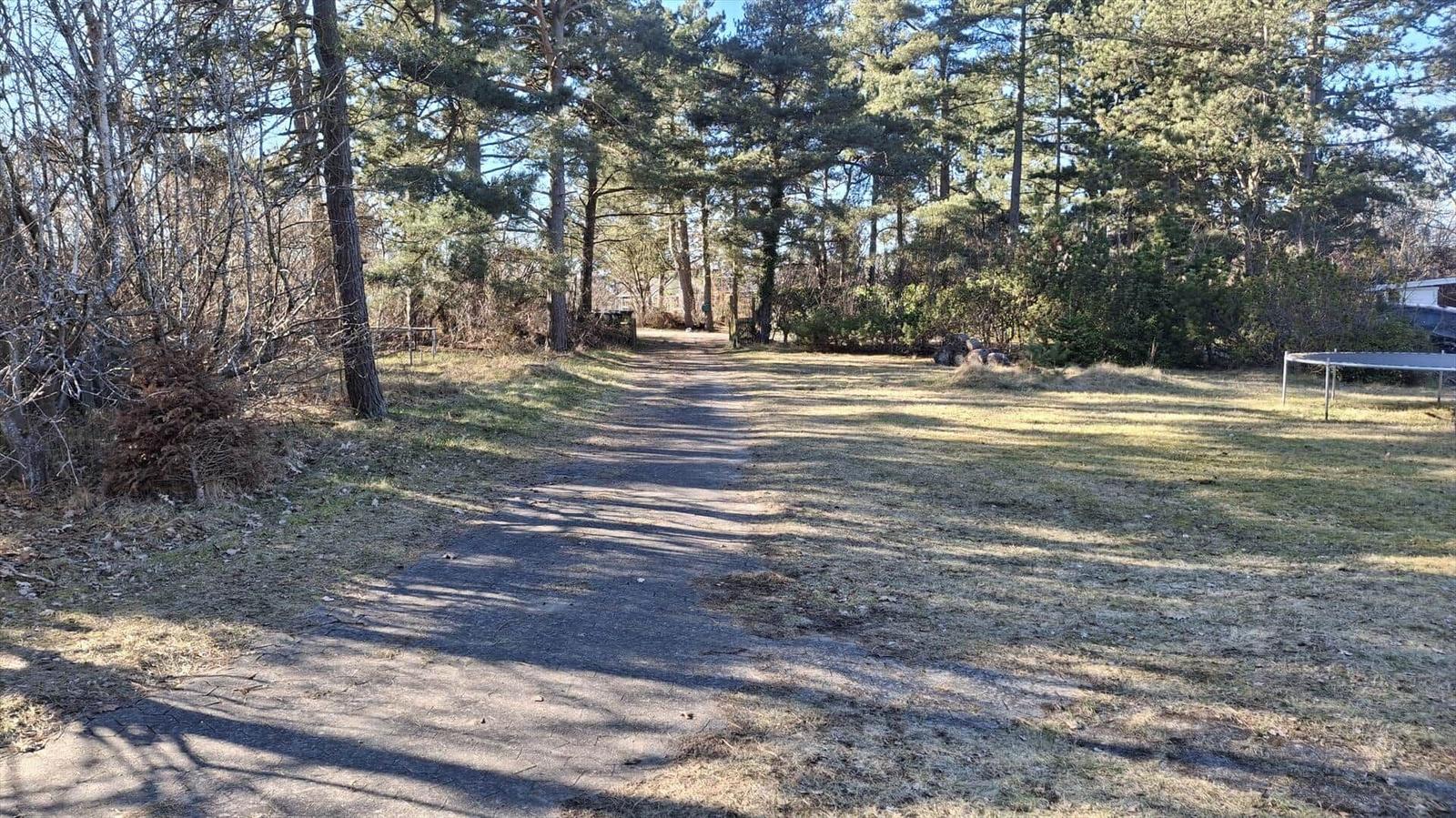 Path through forest with grassy area and trampoline in background.