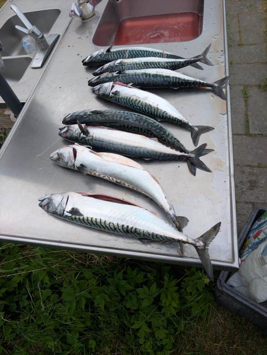 Mackerel lie on a metal surface next to a sink.