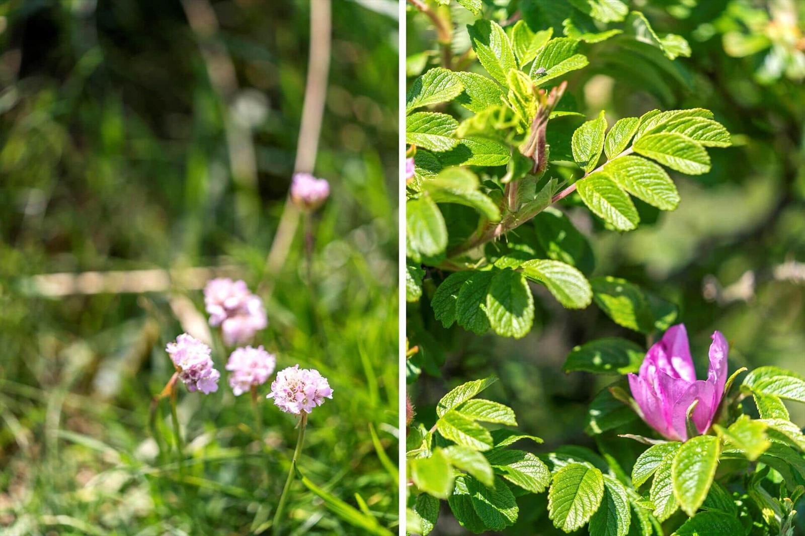 Zwei Bilder zeigen wilde Blumen im Gras. Links: rosa Blüten. Rechts: eine lila Rose mit grünen Blättern.